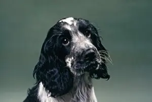 Blue Roan Cocker Spaniel Dog JD 196 © John Daniels / ardea. com