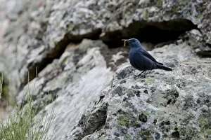 Blue Rock Thrush - adult male perching on a rock