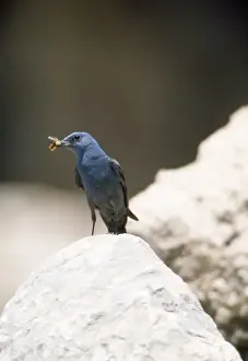Thrushes Prints: Blue Rock Thrush - male