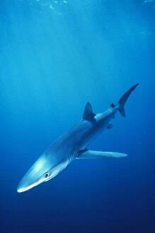 Images Dated 22nd May 2008: Blue Shark Atlantic