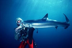 Blue SHARK - Biting Valerie Taylor who is testing