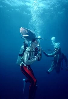 Fins Gallery: Blue shark - With divers - Shark using fins to
