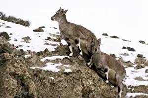 Blue Sheep / Bharal - females - Ladakh - Jammu & Kashmir - India
