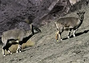 Rams Prints: Blue Sheep / Bharal - male approaches female in rutting season - Ladakh - India