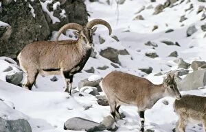 Blue SHEEP / Bharal - wild male and female