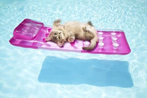 Pool Gallery: Blue Somali kitten lying on lilo in swimming pool