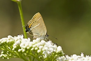 Images Dated 27th June 2008: Blue spot hairstreak Resting on umbellifer Bukk National Park Hungary