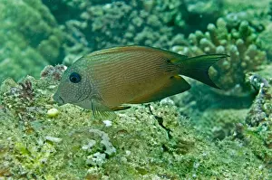 Fiji Prints: Blue-spotted bristletooth / Striped-fin surgeonfish Pacific Harbour. Fiji