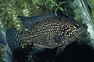 Images Dated 27th June 2007: Blue Spotted Cichlid Lakes of Madagscar
