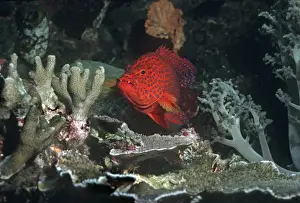 Grouper Prints: Blue-spotted / Coral cod - One of the most beautiful groupers on the reef