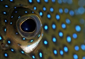 Argus Gallery: Blue-spotted Grouper