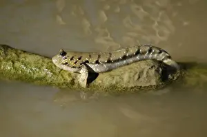 Blue-spotted Mudskipper fish (dorsal fins are down) basks in the sun in a small muddy stream along a road; typical in Labuk Bay, Sabah, Borneo, Malaysia; June Ma39. 3004
