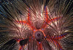 Indo Pacific Prints: Blue-Spotted Pacific Urchin - close up of spines - Indo Pacific AU-1497