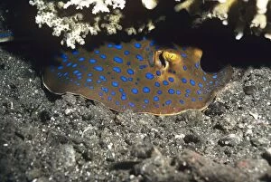 Images Dated 19th June 2007: Blue-spotted Ray Indo Pacific, Papua New Guinea