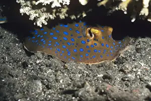Blue Spotted Prints: Blue-spotted Ray Indo Pacific, Papua New Guinea
