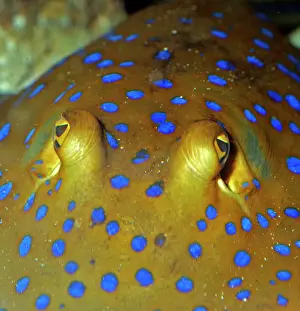Venomous Prints: Blue Spotted Sting Ray, Indian Ocean and western Pacific