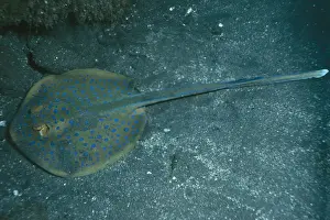 Stingrays Prints: Blue-spotted Stingray Indo Pacific