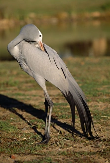 Images Dated 7th April 2009: Blue / Stanley / Paradise Crane - preening