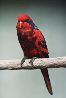 Images Dated 21st April 2010: Blue-streaked Lory