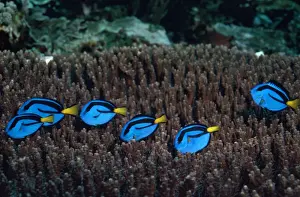 Surgeonfishes Prints: Blue Surgeon Fish - shoal feeding