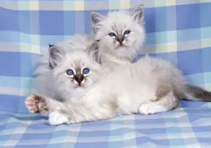 Blue Tabby & Deak Tabby Birman Cat - kittens on check material