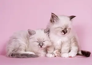 Furry Prints: Blue Tabby & Seal Tabby Birman Cat - kittens asleep