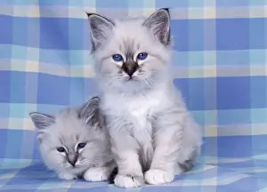 Blue Tabby & Seal Tabby Birman Cat - kittens on check material