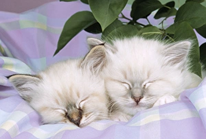 CATS - Seal Tabby and Blue Tabby Birman kittens asleep on check material