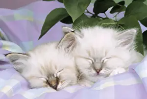 Valentine Prints: Blue Tabby & Seal Tabby Birman Cats - kittens asleep on check material