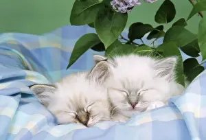 Blue Tabby & Seal Tabby Birman Cats - kittens asleep on check material