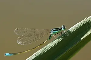 Damselflies Prints: Blue-tailed Damselfly. Aubignan - Provence - PACA - France