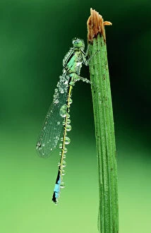Blue-tailed DAMSELFLY - covered with dew drops