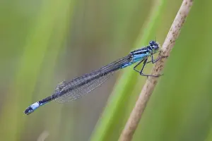 Invertebrate Prints: Blue-Tailed Damselfly - male - Cornwall - UK
