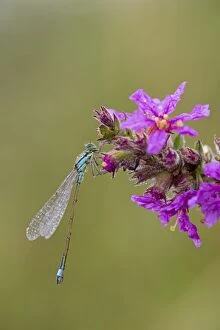 Images Dated 18th August 2012: Blue Tailed Damselfly - male on flower