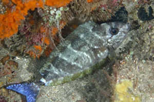 Amed Gallery: Blue-tailed Unicornfish - in mottled pattern