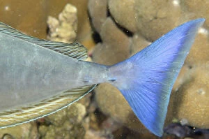 Blue Tailed Gallery: Blue-tailed Unicornfish - Tail - Night dive