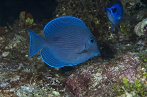 Blue Tang (Acanthurus coeruleus), Punta