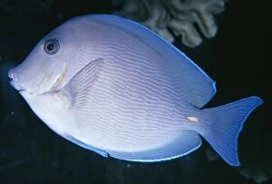 Images Dated 21st June 2004: Blue Tang Surgeonfish Near coral reef, Caribbean