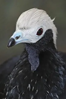 Blue-throated Piping Guan. North Western South America