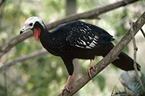 Blue-throated Piping-guan - perched in tree