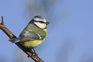 Images Dated 4th December 2007: Blue tit