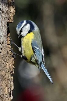 Images Dated 10th November 2007: Blue tit