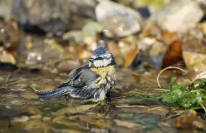 Blue Tit