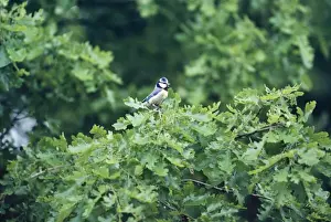 Blue Tit