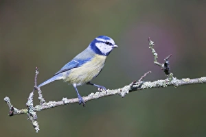 Images Dated 8th October 2008: Blue Tit