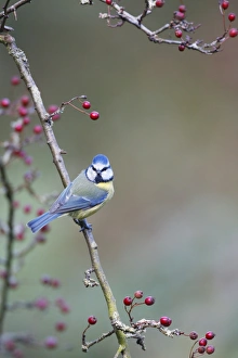 Images Dated 8th October 2008: Blue Tit