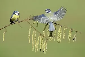 Blue Tit - 2 birds on flowering hazel branch