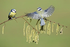 Images Dated 9th February 2008: Blue Tit - 2 birds on flowering hazel branch