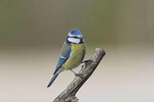 Twig Gallery: Blue Tit - adult bird - Germany