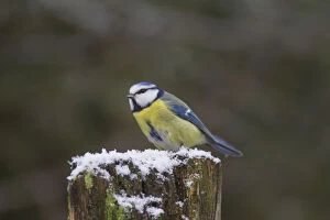 Blue Tit - adult bird in winter - Germany